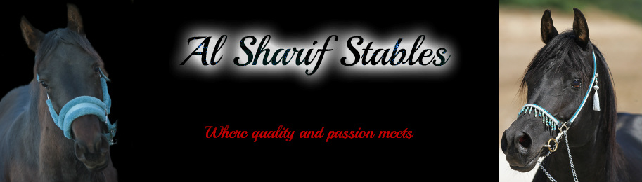 Paardenspullen / - Al Sharif Stables
